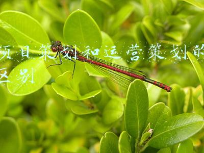 项目策划和运营策划的区别