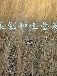 项目策划和运营策划的区别