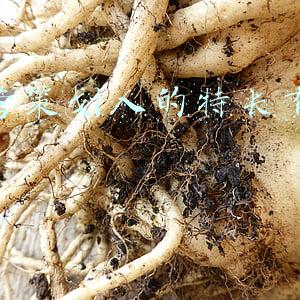 策划部需要什么特长(智橙职业规划，助力同学快速实现职场进阶)