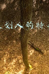 一个人的特长有哪些(你了解自己的特长吗？)