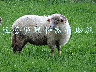 运营管理和高管助理