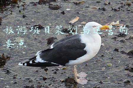 旅游开发项目策划书(旅游项目社群策划案)