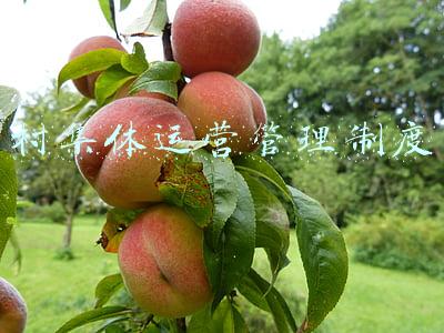 村集体公司管理制度(「微权力大治理」村级事务管理——财务开支)