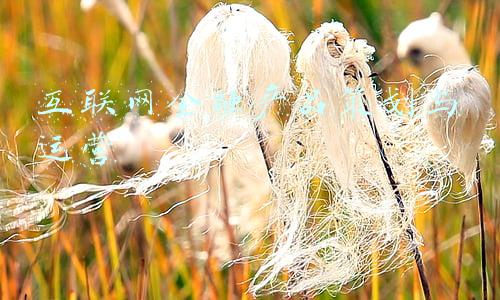 互联网金融产品策划与运营