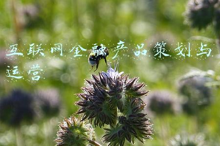 互联网金融产品策划与运营