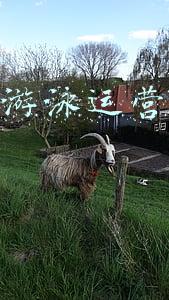 游泳计划方案(游泳训练计划——周训练计划的设计)