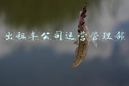 出租车运营电话(开通了！市民拨打114可叫全市出租车，记者体验：5分钟搞定)