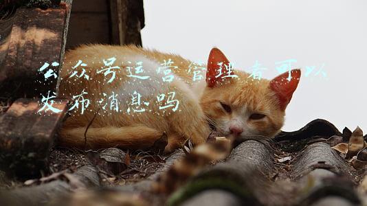 微信公众号运营者可以发文章吗(关于无法留言和私信的问题)