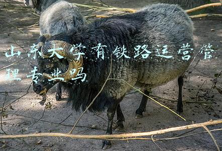 山东大学有铁路运营管理专业吗