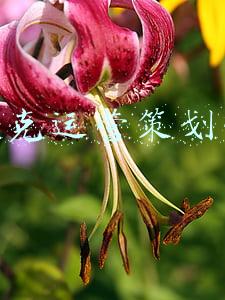 耐克运营策划案
