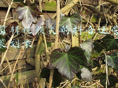 剪辑视频类的抖音运营策划案