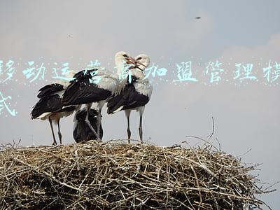 移动运营商模式(运营商5G商业模式研究)