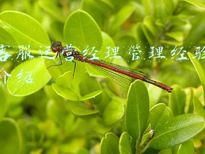 客服团队如何进行管理(如何做好客服团队年终复盘及新年规划-（内附复盘PPT课件）)