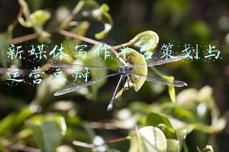 新媒体抖音交易平台(抖音账号如何出售？抖音账号交易平台有哪些？)