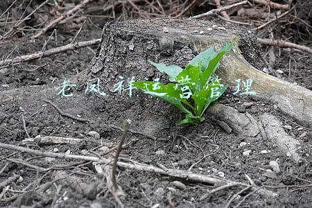 老凤祥运营管理