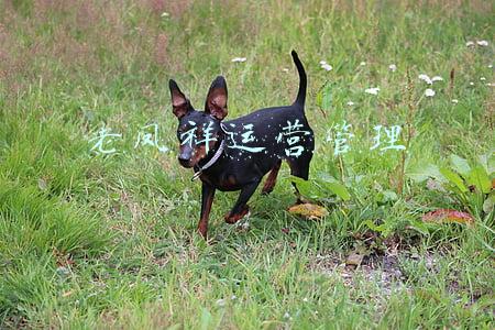 老凤祥官网(周生生和老凤祥到底应该怎么选？不同的品牌之间到底有什么差异？)