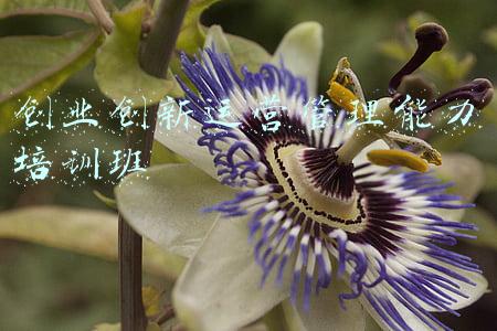 能力素质提升培训班(假期促提升，充电正当时！惠民三中开展领导能力提升培训)
