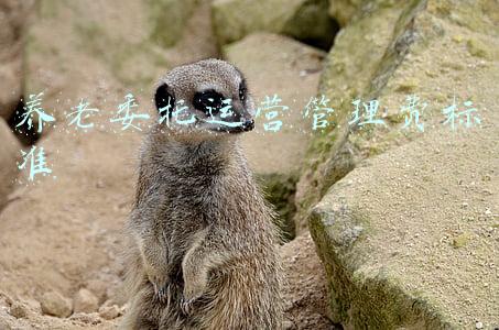 养老委托运营管理费标准