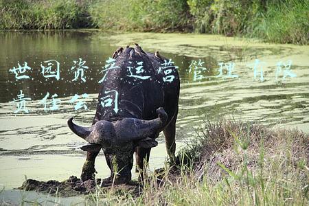 世园资产运营管理有限责任公司