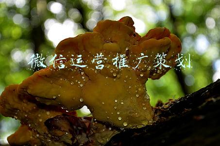 微信运营推广策划