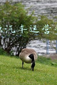 北京氢能源汽车(北京冬奥会进入倒计时：车企大秀氢能源汽车，产业风口已至)