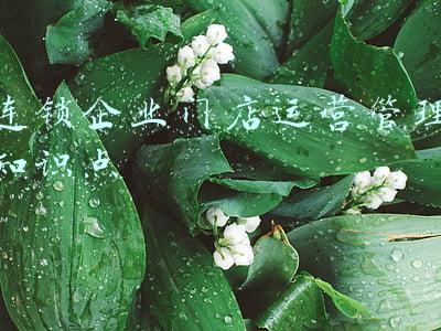 药品零售连锁企业(连锁药店综合实力100强：大参林第2，桐君阁第8)