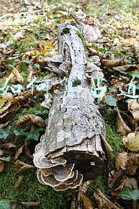 门店屋檐下可算占道经营《门面如何算占道经营》