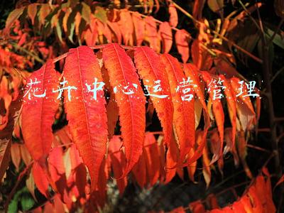 花卉市场运营管理方案(花店创业计划书)