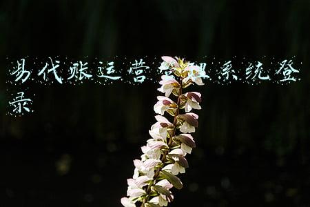 易代账登录入口(畅捷通总裁杨雨春：构建云时代服务小微企业生态圈)