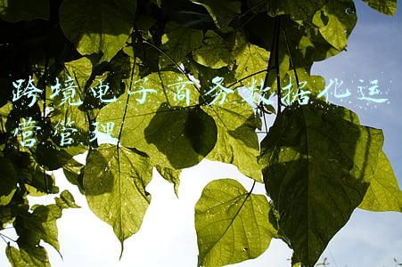 跨境电子商务数据化运营管理