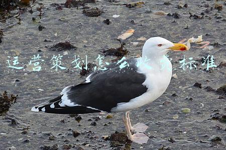 运营策划怎么收费标准