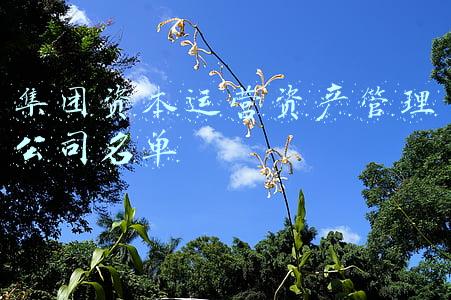 集团资本运营资产管理公司名单
