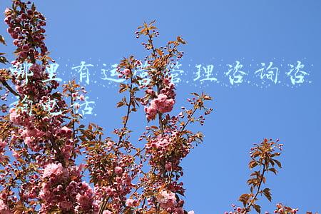 哪里有运营管理咨询咨询电话