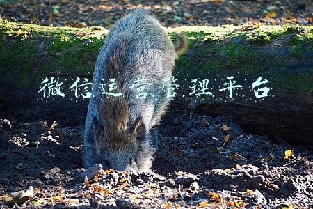 微信营销管理平台(什么是微信营销平台系统)