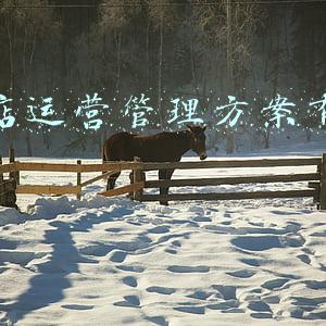 花店运营管理方案有哪些