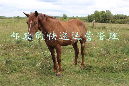 中国邮政物流运营模式(中国邮政全面提速，如何精细化运营客户，让物流企业更懂货主心)