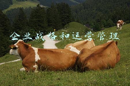 企业战略和运营管理