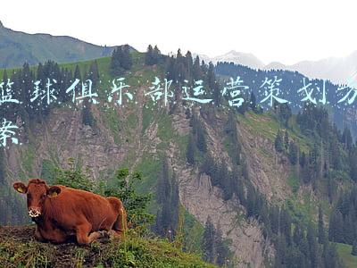 篮球俱乐部运营策划方案