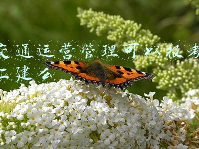 交通运营管理可以报考二建么