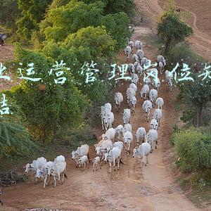 企业运营主管岗位职责(电商运营团队岗位职责大全：美工、编辑、运营主管等一应俱全)