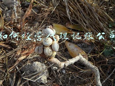 如何成立代理记账公司；注册公司代理记账