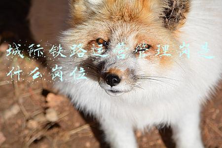 城际铁路公交化运营(河南三条城际铁路公交化运行，专家解读：郑州都市圈在中西部发展中的辐射带动作用被进一步放大)