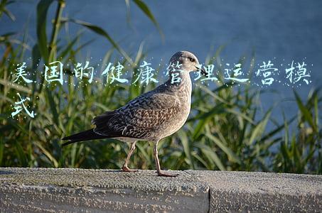 国外健康管理公司盈利模式(科技巨头医疗项目盈利难，IBM出售沃森健康数据资产)