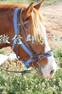 地产微信群管理运营