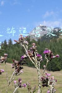 建筑装饰运营策划方案怎么写