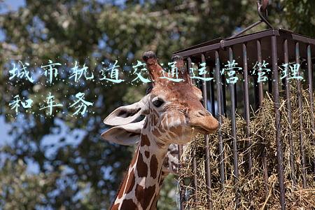 城市轨道交通运营管理和车务