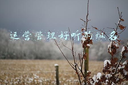 运营管理好听的组名