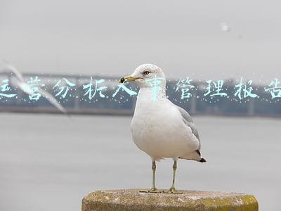 人事数据分析报告ppt(17页集团公司人力资源分析报告，年底了，你或许用得上！)