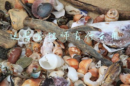 运营管家是什么工作(老板为什么需要“运营管家”)