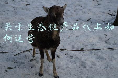 关于生态链产品线上如何运营